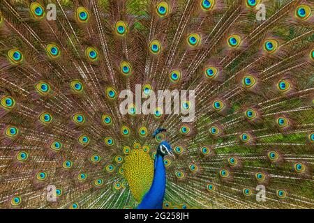 Indian male peacock dancing during monsoons Stock Photo
