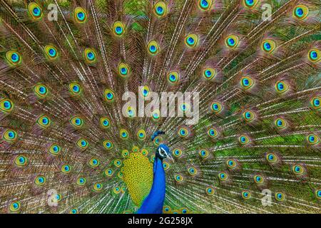 Indian male peacock dancing during monsoons Stock Photo