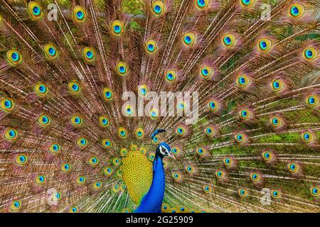 Indian male peacock dancing during monsoons Stock Photo