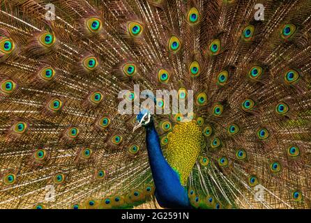 Indian male peacock dancing during monsoons Stock Photo