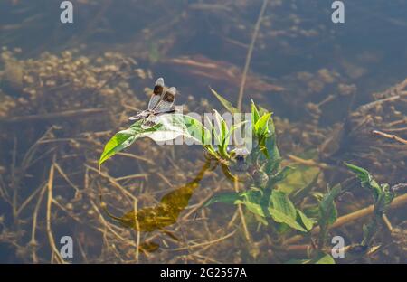 Closeup macro detail of wandering glider dragonfly Pantala flavescens on leaf of water plant in river Stock Photo