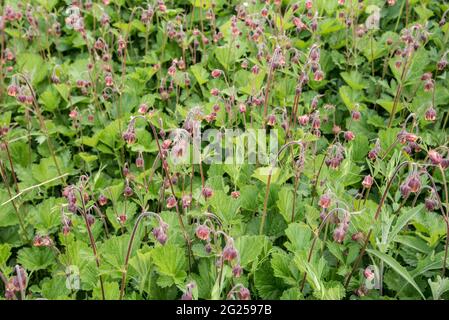 Geum Rivale or water avens Stock Photo