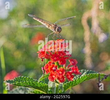 Closeup macro detail of wandering glider dragonfly Pantala flavescens on red lantana rose flower in garden Stock Photo