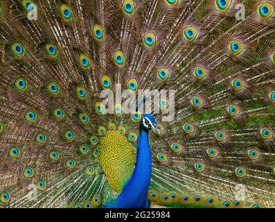 Indian male peacock dancing during monsoons Stock Photo