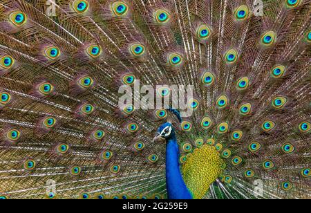 Indian male peacock dancing during monsoons Stock Photo