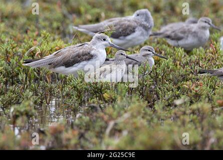 Greenshank (Tringa nebularia), Curlew Sandpiper (Calidris ferruginea) and Gret-tailed Tatler (Heteroscelus brevipes) at high tide roost (showing bill Stock Photo
