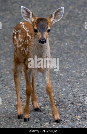 Curious black tail deer fawn, vertical close up Stock Photo