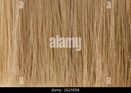 close-up, blonde natural hair.palette for choosing a shade of paint. Stock Photo
