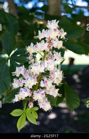 Horse chestnut blossom, Aesculus hippocastanum seen in May, England UK Stock Photo