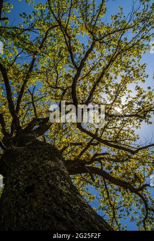 view of the crown of oak from below Stock Photo