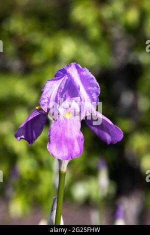 Purple Iris flower, variety Susan Bliss, flowering in a garden in spring, UK Stock Photo