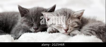 Couple happy kittens sleep relax together. Kitten family in love. Adorable kitty noses for Valentine s Day. Long web banner close up. Cozy home animal Stock Photo