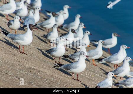 Various Seagulls on a coastline Stock Photo