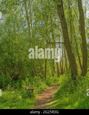 A path leads into a small copse which has a bench to one side.  There are trees and shrubs on each side and sunlight filters through the trees. Stock Photo