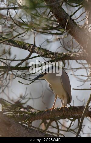 Night heron Nycticorax nyciutvorax perched on a branch in Camargue Stock Photo