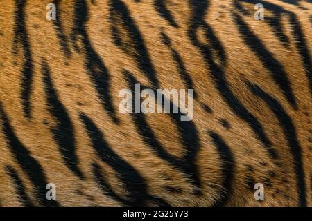 Tiger pattern, real sumatran tiger texture skin black orange stripe pattern for background Stock Photo