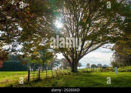 Sun shining through tree leaves along the Fife Coastal Path Stock Photo