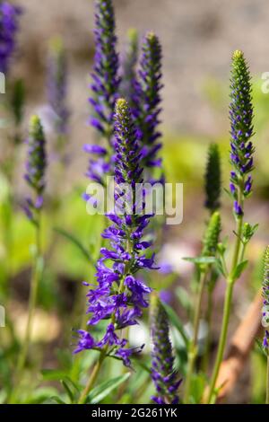 Close up of Veronica flowers, also known as speedwells Stock Photo