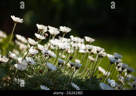 Rhodanthemum hybrida 'Casablanca' Stock Photo