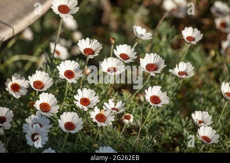 Rhodanthemum hybrida 'Casablanca' Stock Photo