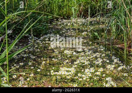 white water crowfoot Fowlmere Stock Photo
