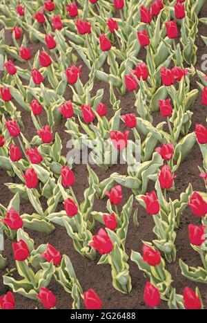 Enjoying nature. Soil for growing flowers. Growing perfect scarlet red tulips. Beautiful tulip fields. Field of tulips. Springtime bloom. Gardening Stock Photo