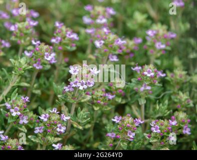 pink wild thyme flowers (Thymus drucei) growing on Salisbury Plain chalklands, Wiltshire Stock Photo