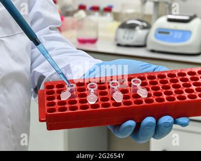 The study of a biological sample in the laboratory. Laboratory testing, biological analysis. Stock Photo