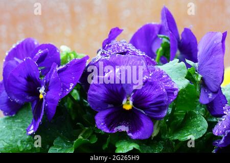 closeup of colorful pansy flowers covered with raindrops on a blurred background Stock Photo