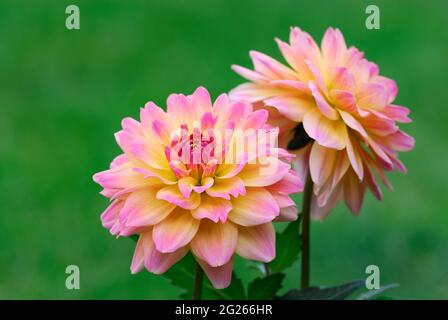 Georgina, dahlia flower in the flowerbed, close up. Petals in pink-yellow color. Blurred green natural background. Stock Photo