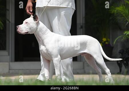Tarrytown, USA. 08th June, 2021. Showcasing new breeds, a Dogo Argentino is introduced during press preview day for the 145th Annual Westminster Kennel Club Dog Show at Lyndhurst Estate in Tarrytown, NY, June 8, 2021. Due to the COVID-19 pandemic, the venue for the WKC Dog Show has been moved from Madison Square Garden to the Lyndhurst Estate in Westchester county outside of New York City. (Photo by Anthony Behar/Sipa USA) Credit: Sipa USA/Alamy Live News Stock Photo