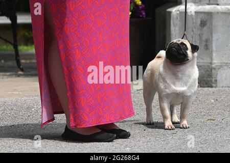 Tarrytown, USA. 08th June, 2021. Showcasing 19th century breeds, a Pug is introduced during press preview day for the 145th Annual Westminster Kennel Club Dog Show at Lyndhurst Estate in Tarrytown, NY, June 8, 2021. Due to the COVID-19 pandemic, the venue for the WKC Dog Show has been moved from Madison Square Garden to the Lyndhurst Estate in Westchester county outside of New York City. (Photo by Anthony Behar/Sipa USA) Credit: Sipa USA/Alamy Live News Stock Photo