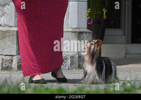 Tarrytown, USA. 08th June, 2021. Showcasing new breeds, a Biewer Terrier is introduced during press preview day for the 145th Annual Westminster Kennel Club Dog Show at Lyndhurst Estate in Tarrytown, NY, June 8, 2021. Due to the COVID-19 pandemic, the venue for the WKC Dog Show has been moved from Madison Square Garden to the Lyndhurst Estate in Westchester county outside of New York City. (Photo by Anthony Behar/Sipa USA) Credit: Sipa USA/Alamy Live News Stock Photo