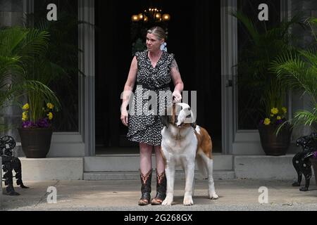 Tarrytown, USA. 08th June, 2021. Showcasing 19th century breeds, St. Bernard is introduced during press preview day for the 145th Annual Westminster Kennel Club Dog Show at Lyndhurst Estate in Tarrytown, NY, June 8, 2021. Due to the COVID-19 pandemic, the venue for the WKC Dog Show has been moved from Madison Square Garden to the Lyndhurst Estate in Westchester county outside of New York City. (Photo by Anthony Behar/Sipa USA) Credit: Sipa USA/Alamy Live News Stock Photo