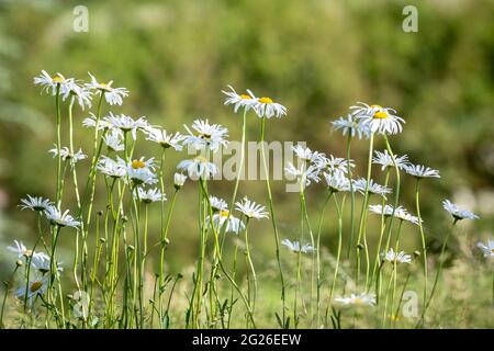 Oxeye daisies blowing in the breeze, on a sunny summers day Stock Photo