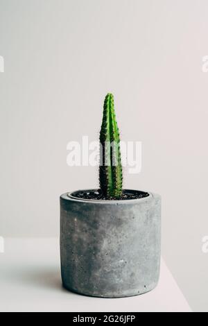 Beautiful healthy pole cactus in a concrete pot in an apartment - decoration Stock Photo