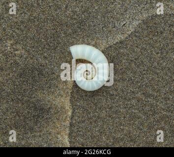 Spirula spirula shell on the Manzanilla Beach in Trinidad. Stock Photo