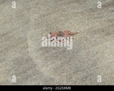 Crab foetus on the Manzanilla Beach, Trinidad. Stock Photo