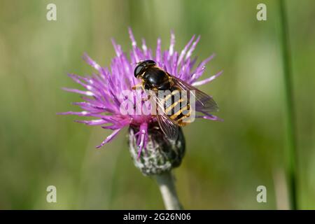 Bog hoverfly (Sericomyia silentis) drinking nectar from a greater knapweed (Centaurea scabiosa) wildflower during June, UK Stock Photo