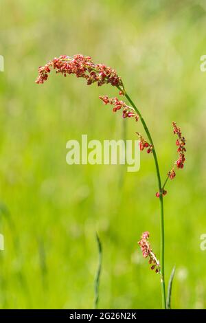 Flowers of common sorrel (Rumex acetosa), UK Stock Photo