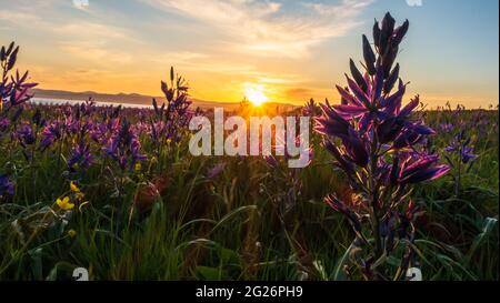 some flowers during sunset Stock Photo