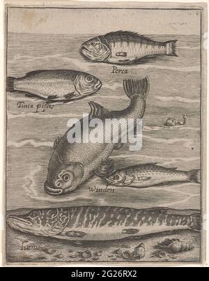 Study sheet with five fish; PISCIUM VIVAE ICONES. Study magazine with ...