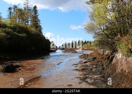 River Water in Forest, Rocky River Side Stock Photo - Image of grass,  scenery: 165302448