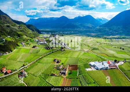 South Tyrol vineyards aerial panoramic view near Meran or Merano town in northern Italy Stock Photo