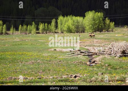 field of young elk mothers with their one year old calves in Telluride, Colorado Stock Photo