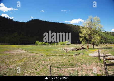 field of young elk mothers with their one year old calves in Telluride, Colorado Stock Photo