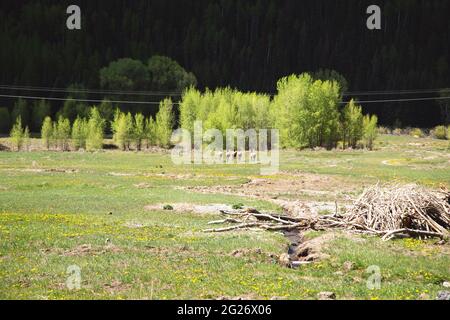 field of young elk mothers with their one year old calves in Telluride, Colorado Stock Photo