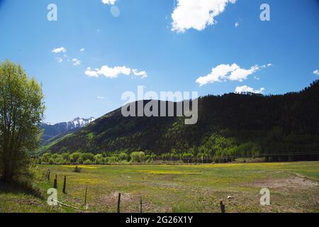 field of young elk mothers with their one year old calves in Telluride, Colorado Stock Photo