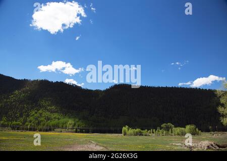 field of young elk mothers with their one year old calves in Telluride, Colorado Stock Photo