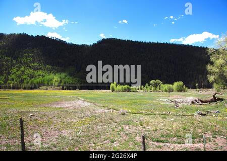 field of young elk mothers with their one year old calves in Telluride, Colorado Stock Photo